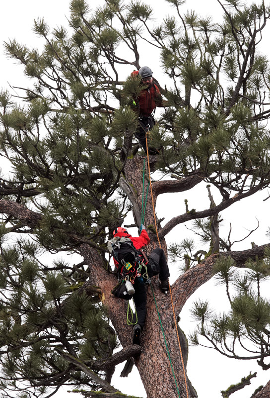 big-tree-la-pine-04-1