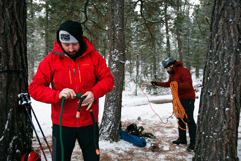 big-tree-la-pine-09-1