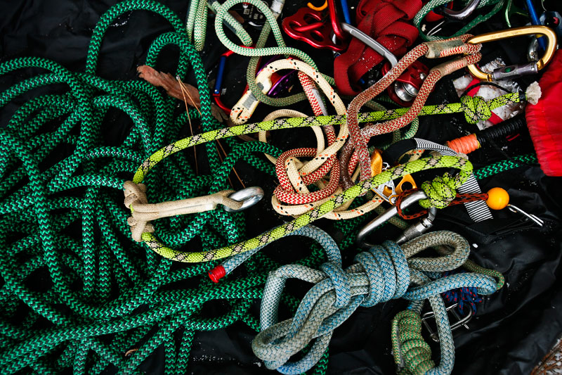 big-tree-la-pine-11-1