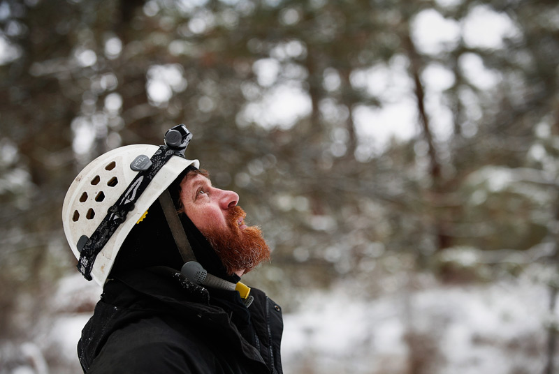 big-tree-la-pine-12-1