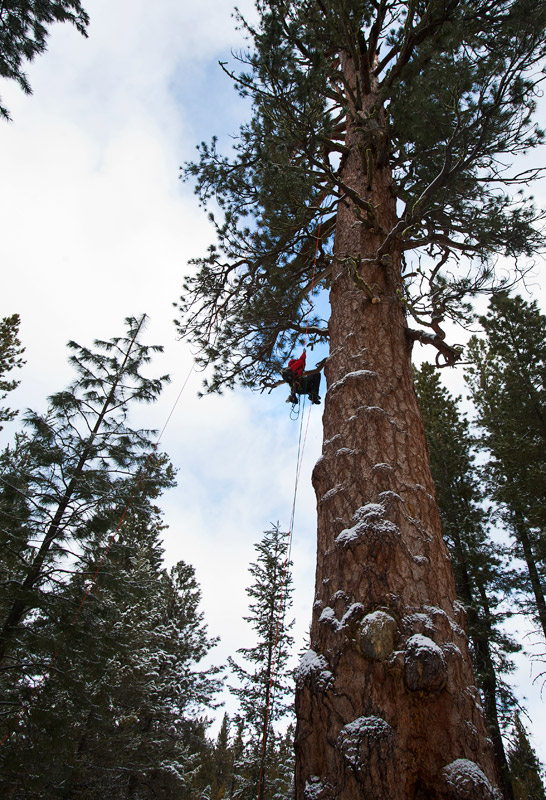 big-tree-la-pine-24-1