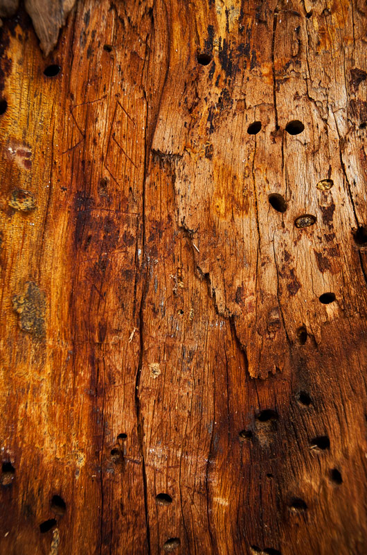 big-tree-la-pine-29-1