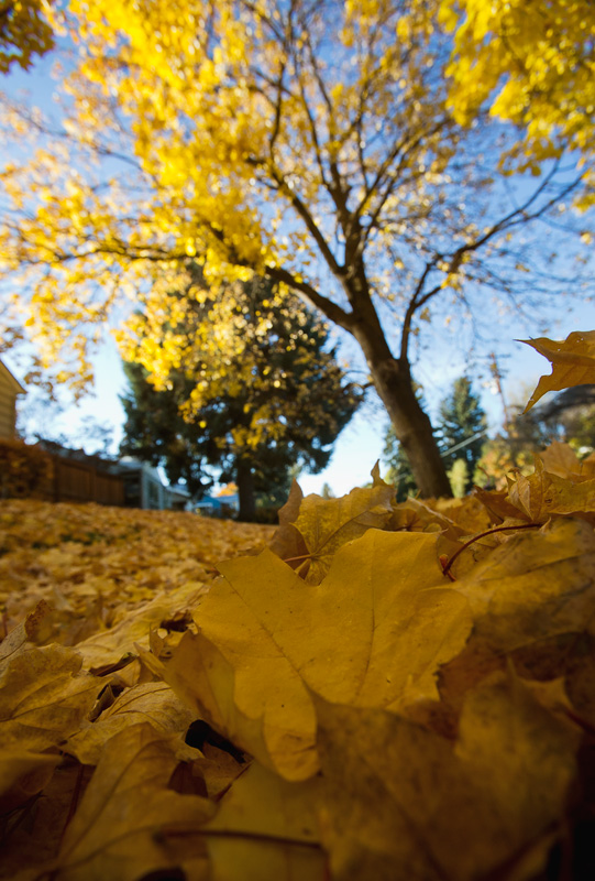fall-leaves02