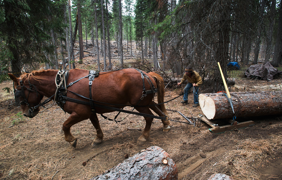 2014_10_horselogger13