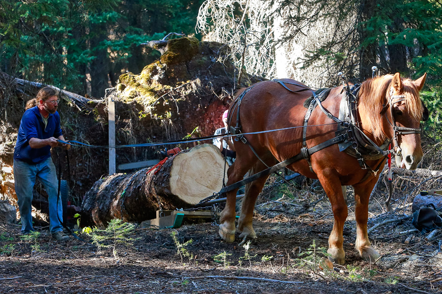 2014_10_horselogger55