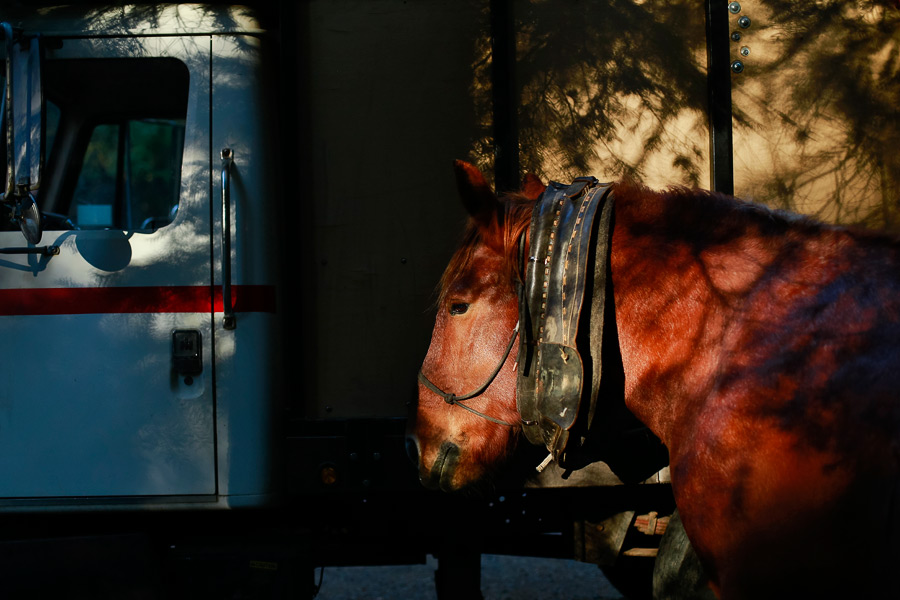 2014_11_horselogger100