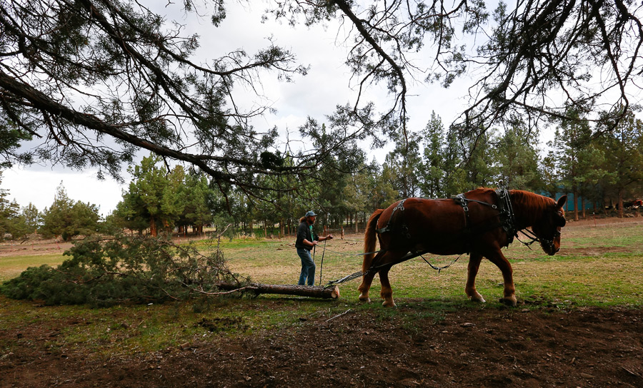 2014_11_horselogger77