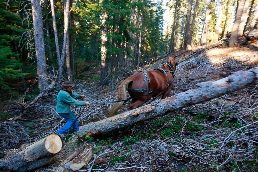 2014_11_horselogger89