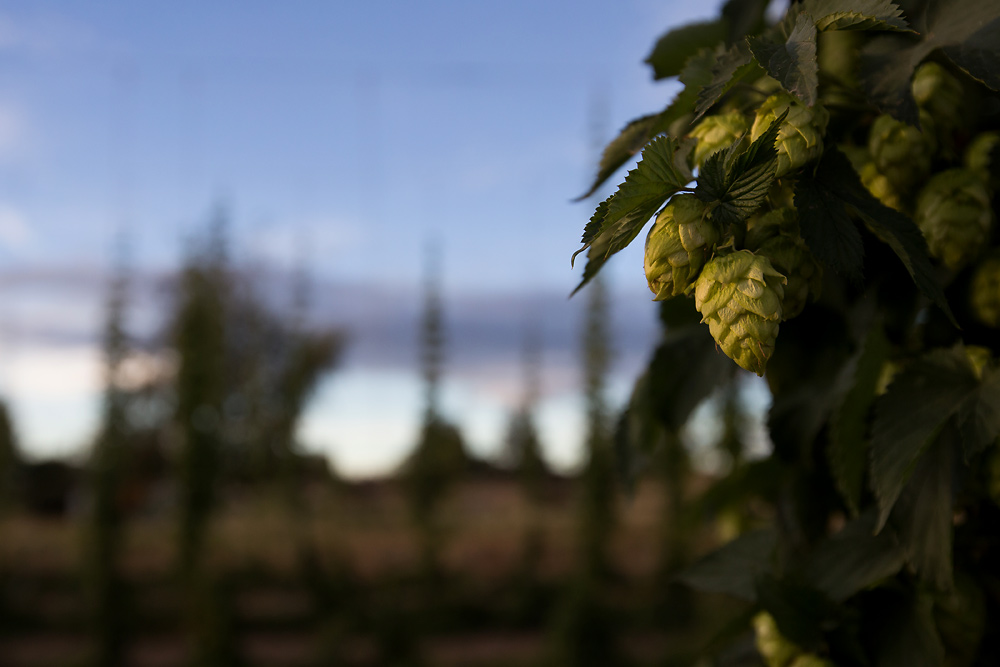 2016_09_hops05