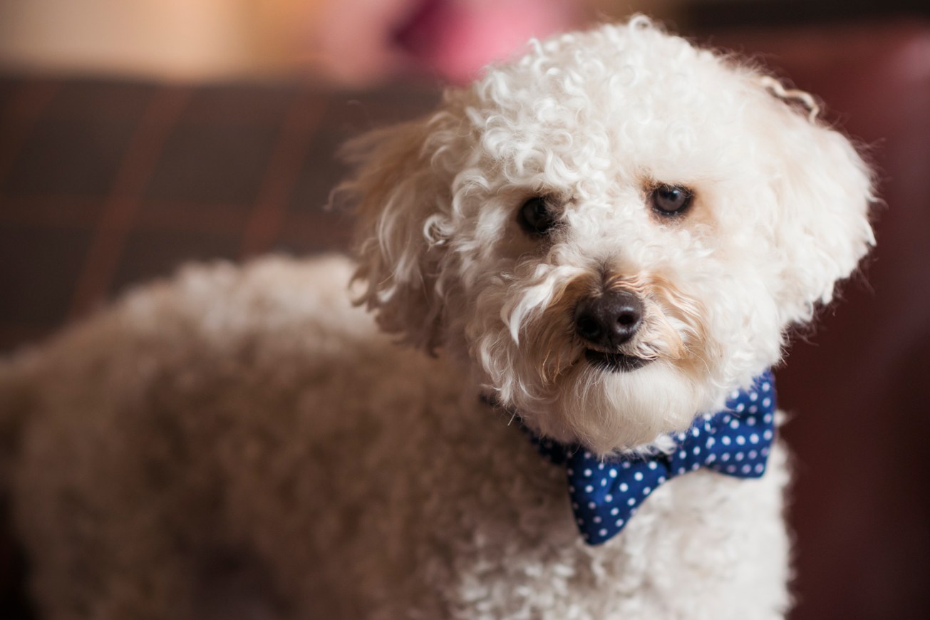 2017_04_Sheila-Scot46